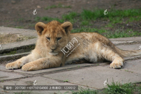 獅子的孩子1