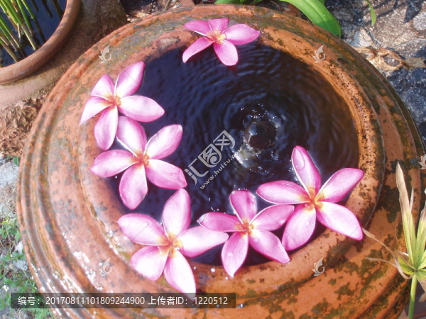 雞蛋花