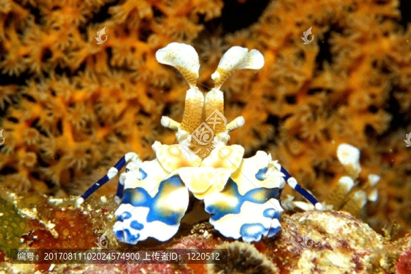 harlekingarnele