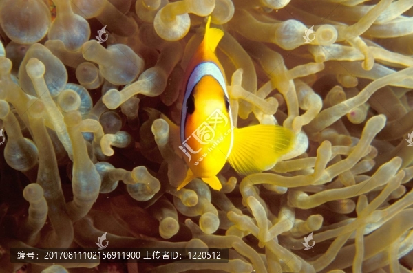 小丑魚