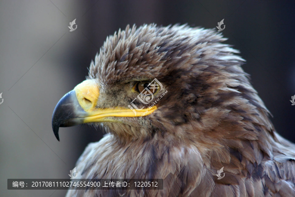 鳥(niǎo)