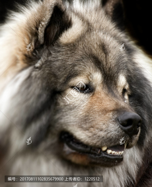 wolfspitz