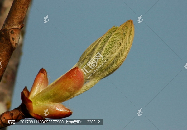 葉