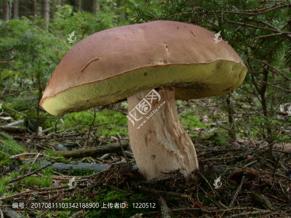 CEP