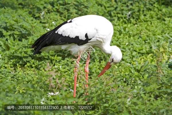 鳥(niǎo)