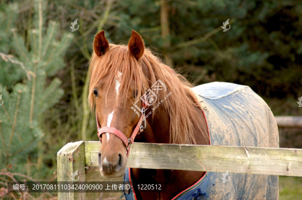 馬