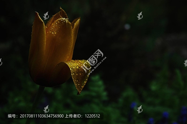 雨中的郁金香