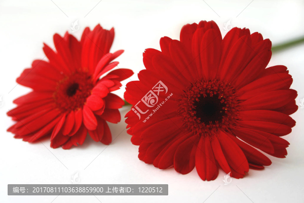 紅色的花
