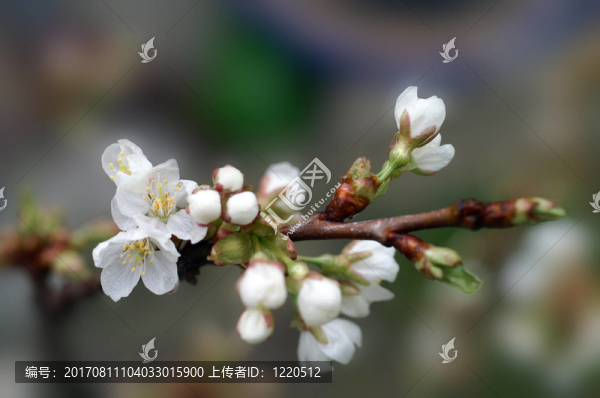 櫻花