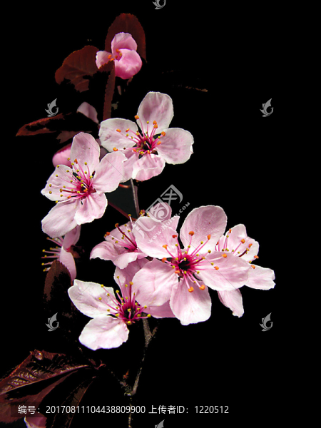 櫻花