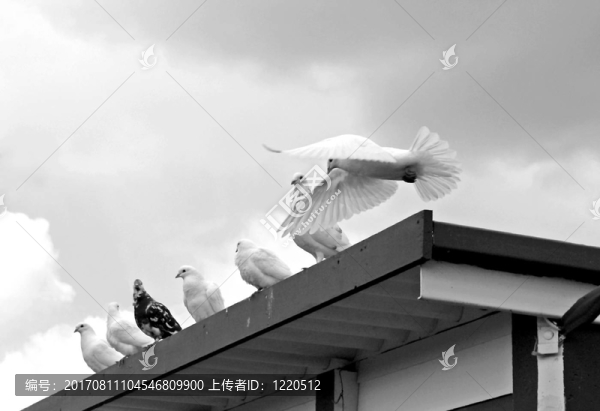 鴿子