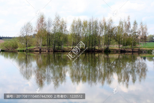 樺樹