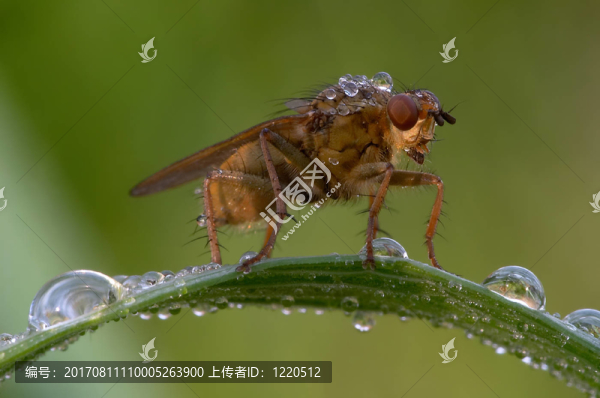 黃糞蠅