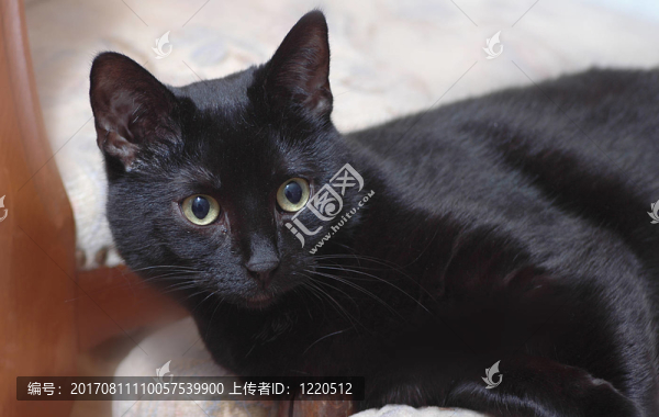 莉莉