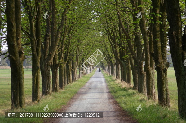 栗樹大道