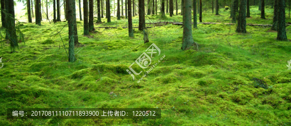 苔綠色