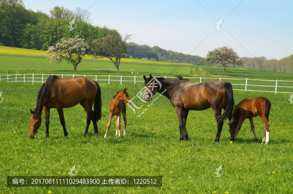 母馬和小馬駒