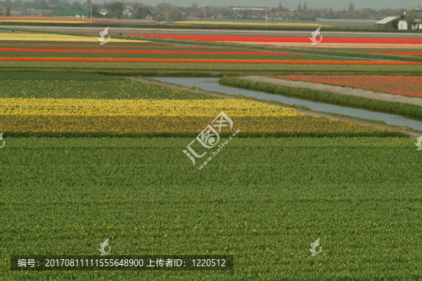藍(lán)色的花