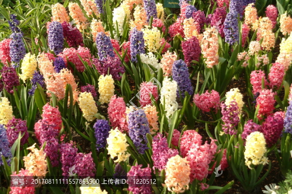 藍色的花