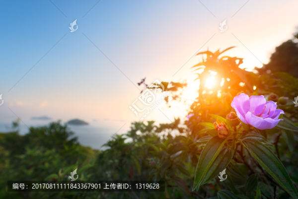 日出山茶花