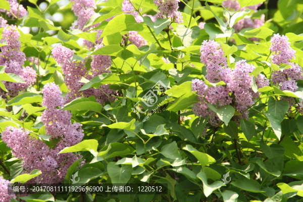 閃耀