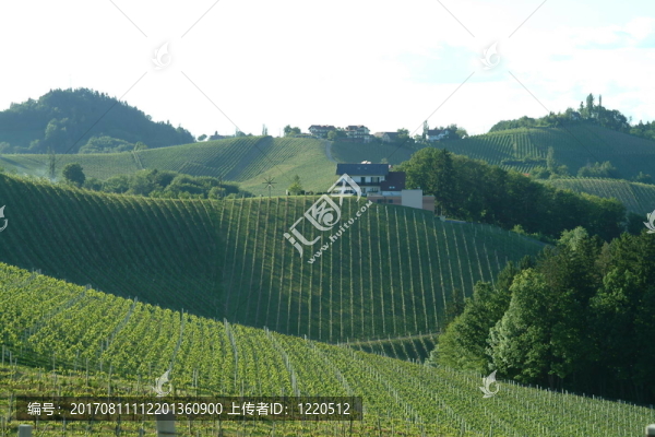 葡萄酒