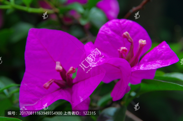 雨水淋濕的花朵