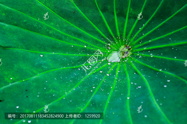 荷葉