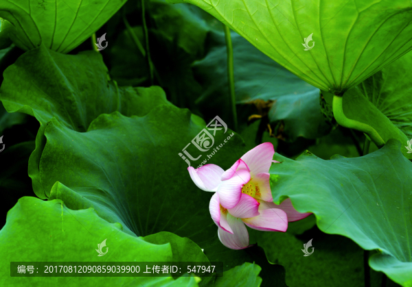 荷花,蓮花