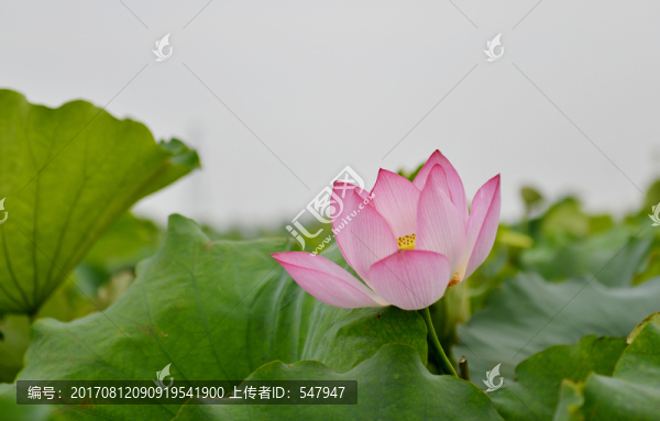 蓮花,荷花
