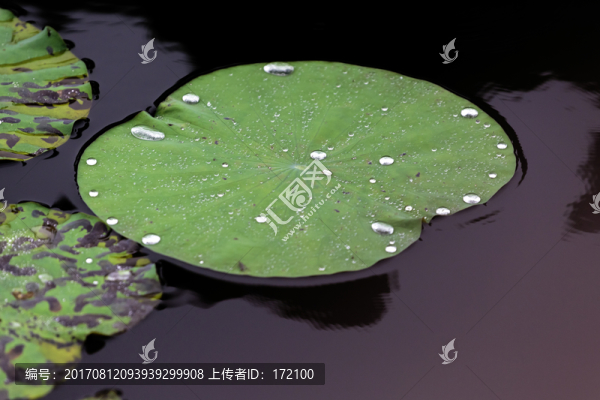 荷葉