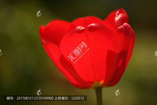 花園