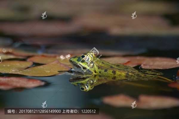 鏡像