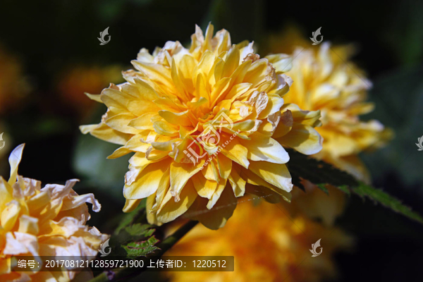 花園