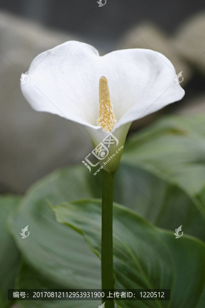 calla2