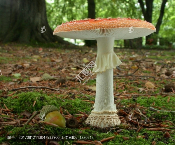 羊肚菌