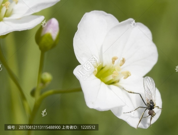 繡線菊