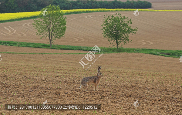 野兔