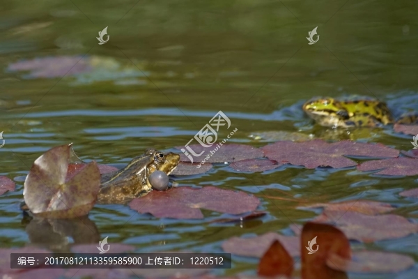青蛙婚禮2