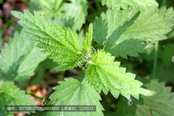 蕁麻