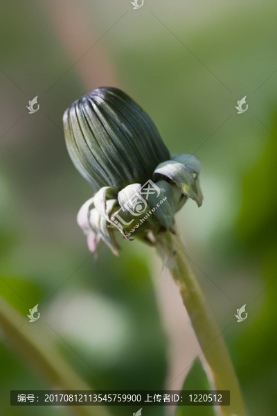 蒲公英的花蕾