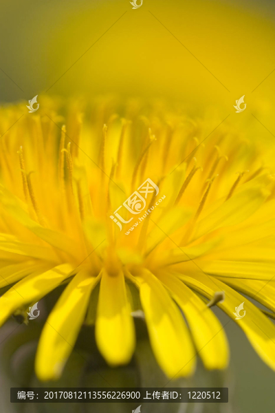 蒲公英花