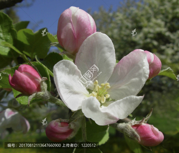 apfelblüTE