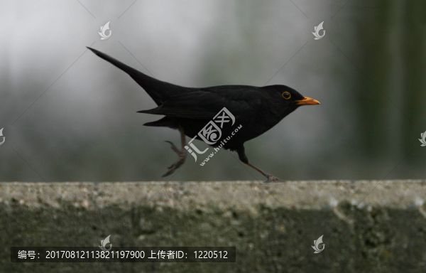 噓噓