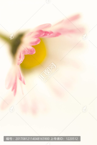 雛菊
