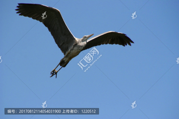 蒼鷺