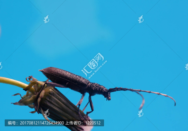 昆蟲