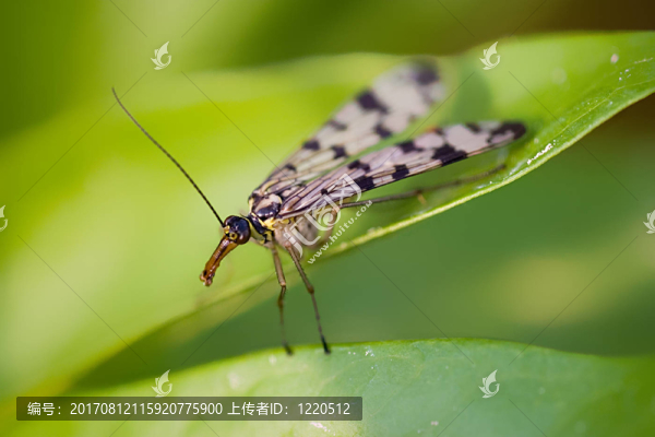 女skorpionsfliege