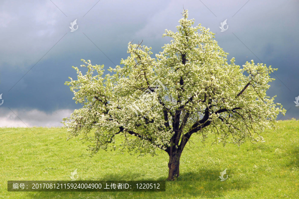 樹
