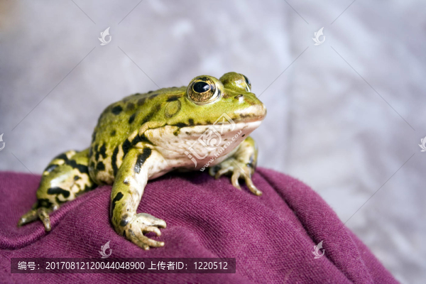 青蛙II